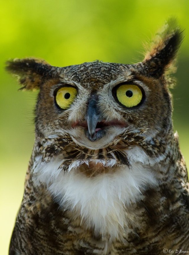 Funny Owls (30 pics)