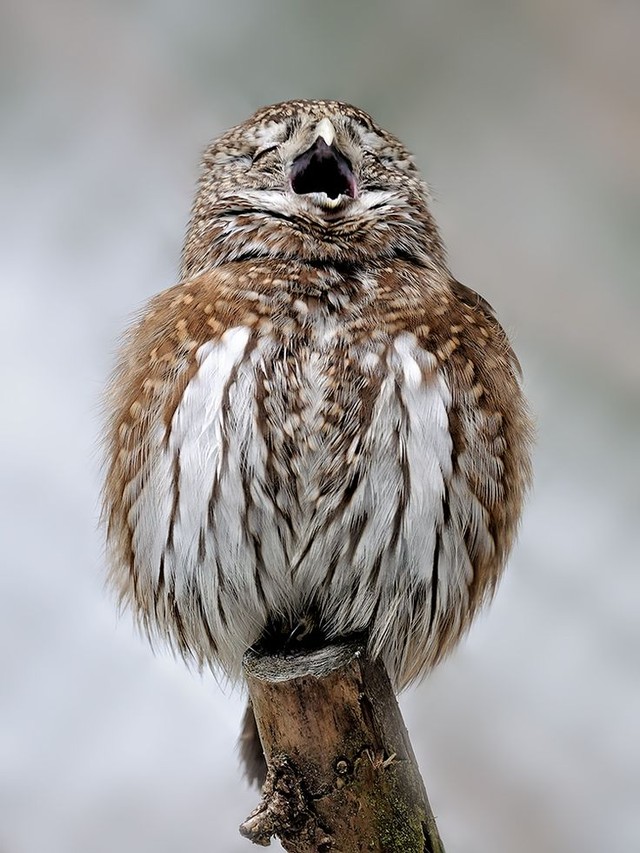 Funny Owls (30 pics)