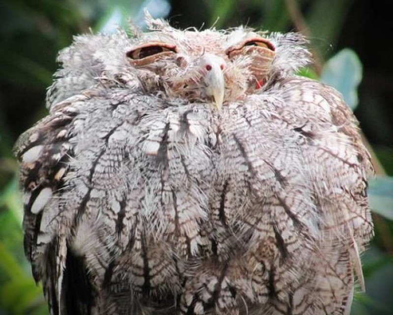 Funny Owls (30 pics)