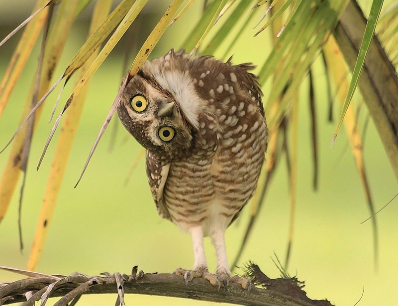 Funny Owls (30 pics)