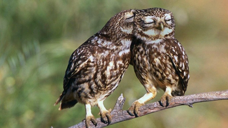 Funny Owls (30 pics)