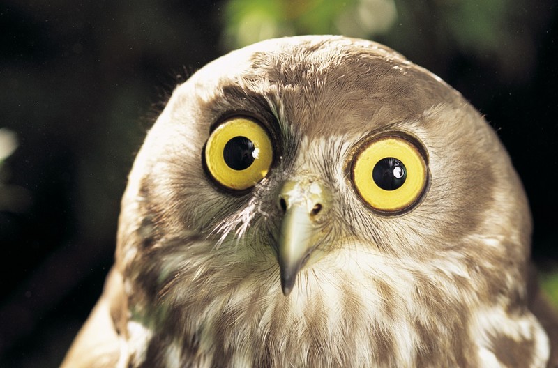 Funny Owls (30 pics)