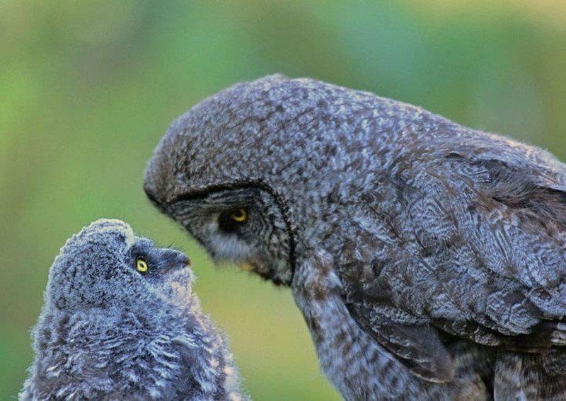 Funny Owls (30 pics)