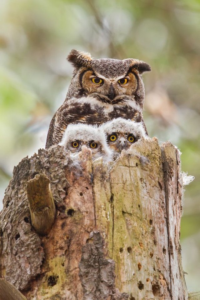 Funny Owls (30 pics)