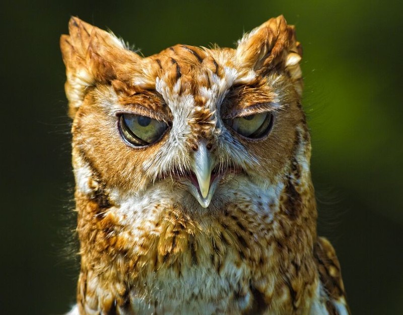 Funny Owls (30 pics)