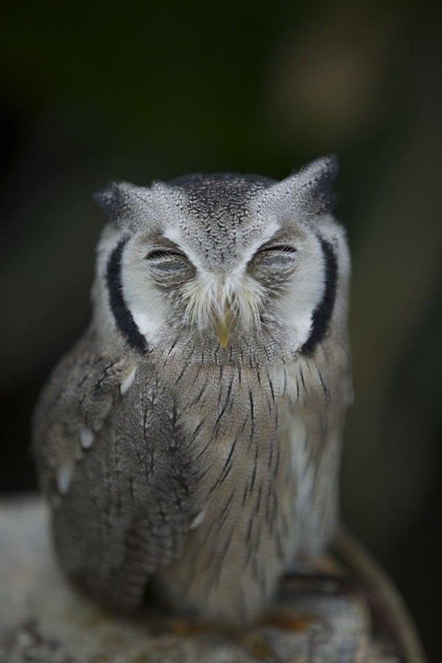 Funny Owls (30 pics)