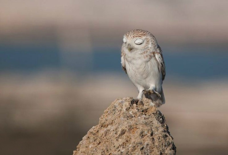 Funny Owls (30 pics)