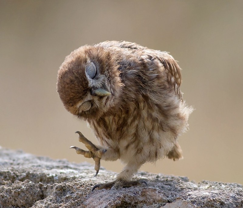 Funny Owls (30 pics)