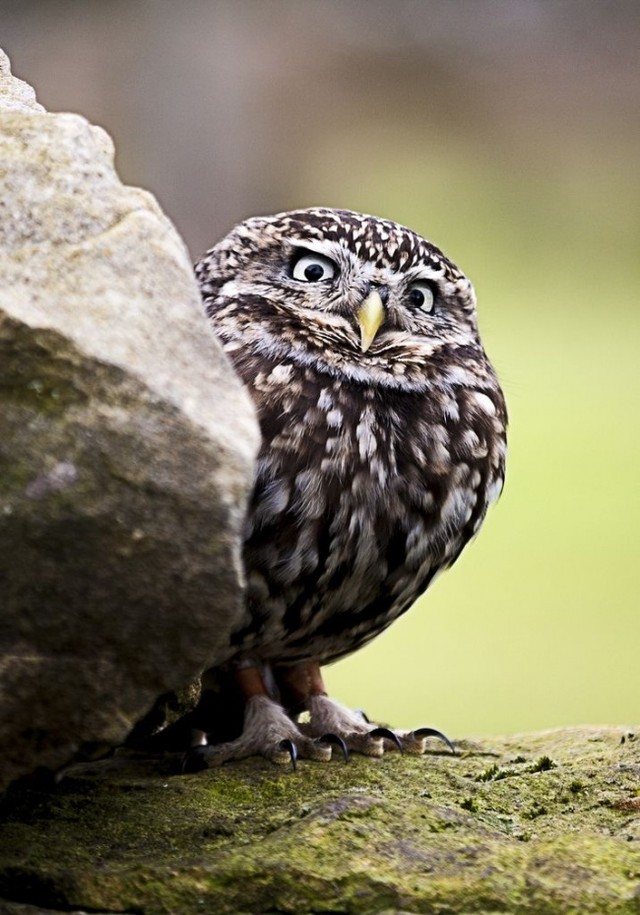 Funny Owls (30 pics)