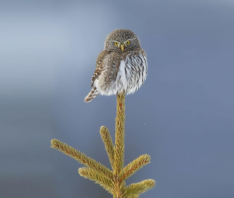 Funny Owls (30 pics)