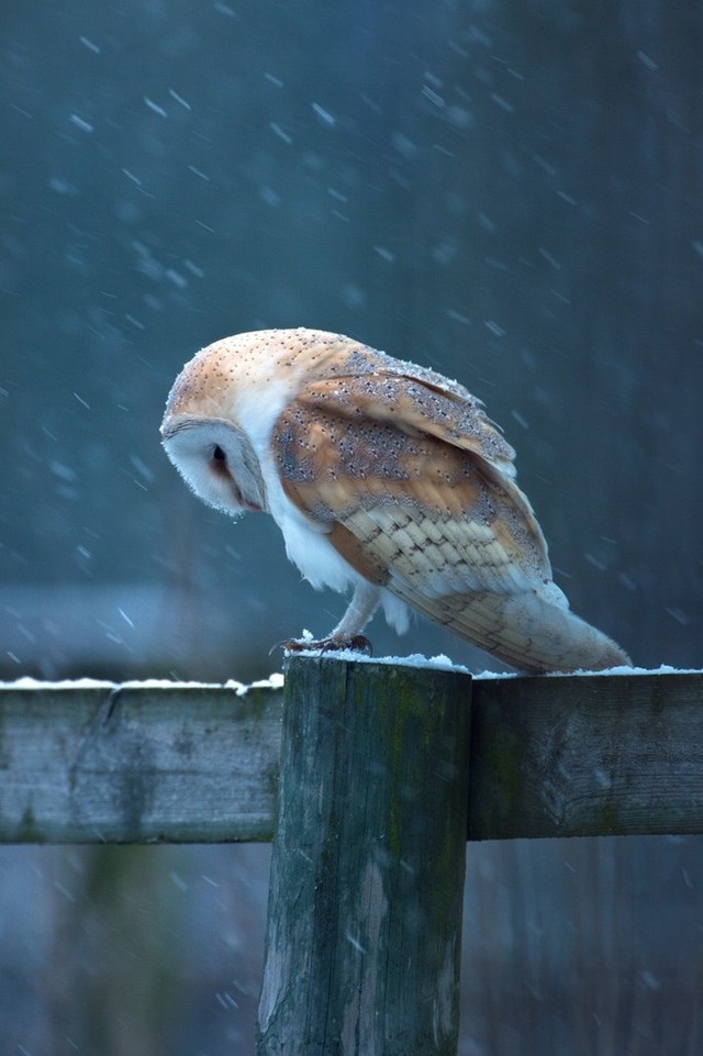 Funny Owls (30 pics)