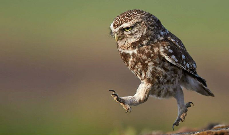 Funny Owls (30 pics)