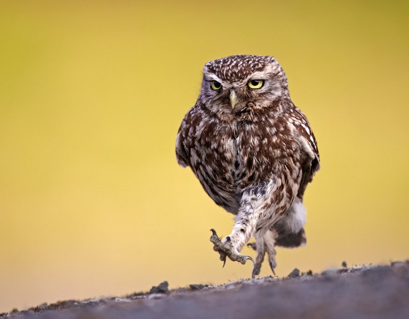 Funny Owls (30 pics)