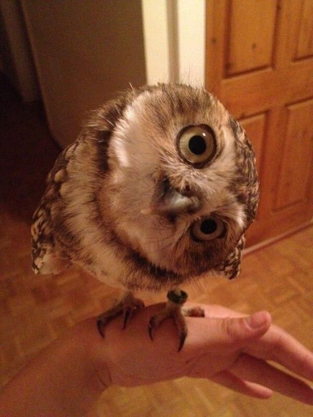 Funny Owls (30 pics)