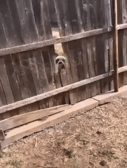 Acid GIFs, December 5 (25 gifs)