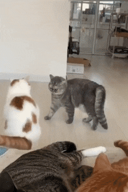 Acid GIFs, December 6 (25 gifs)