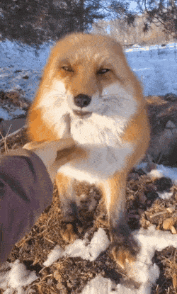 Acid GIFs, December 6 (25 gifs)