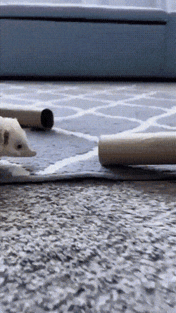 Acid GIFs, December 6 (25 gifs)