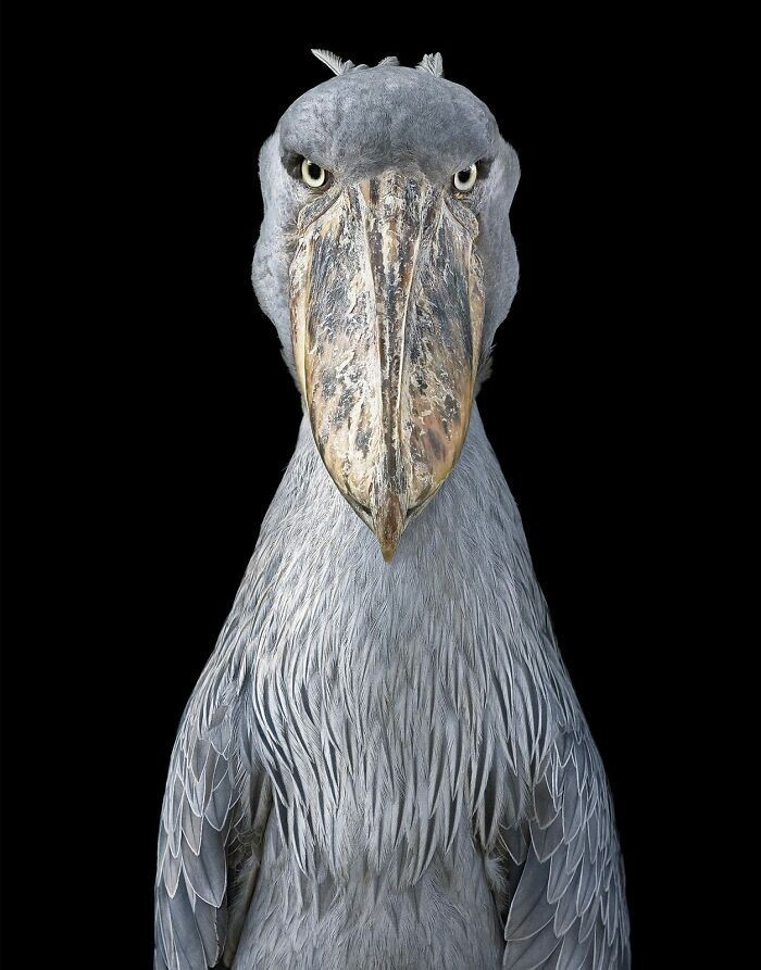 Realistic Portraits Of Birds (26 pics)