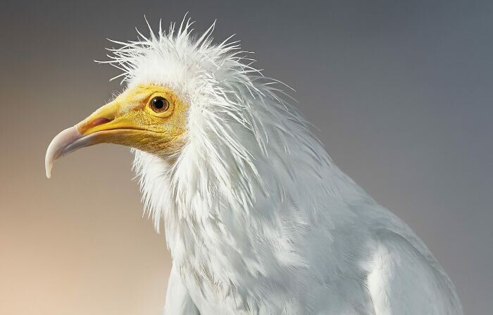 Realistic Portraits Of Birds (26 pics)