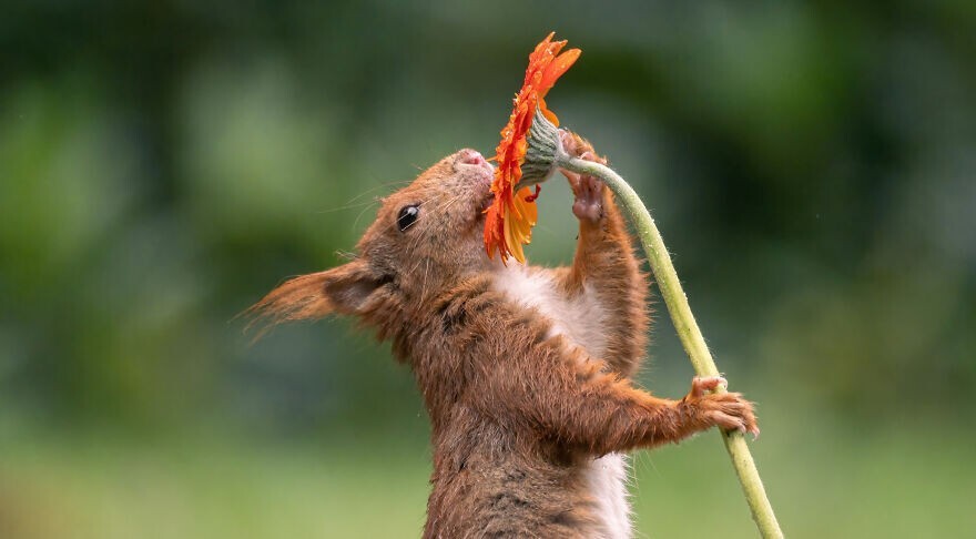 Cute Squirrels (19 pics)