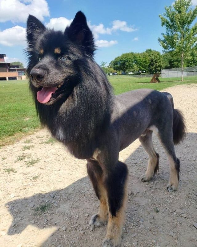 Funny Animals After Groomers (30 pics)