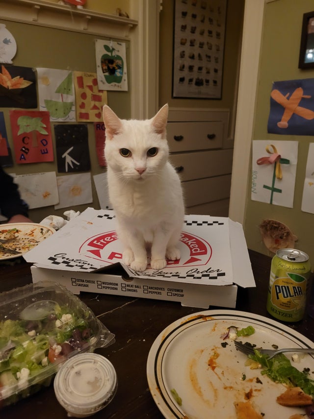 Cute Cats And Pizza (21 pics)