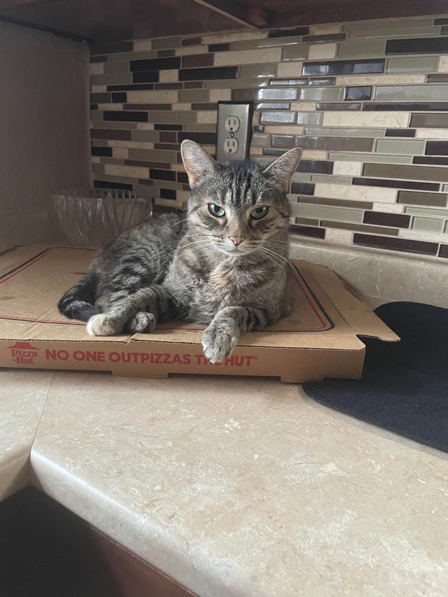 Cute Cats And Pizza (21 pics)