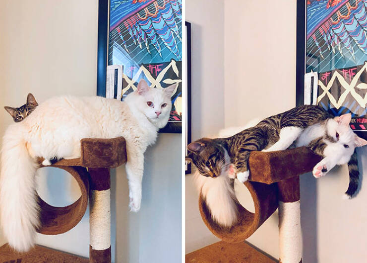 Animals That Do Whatever They Want (25 pics)