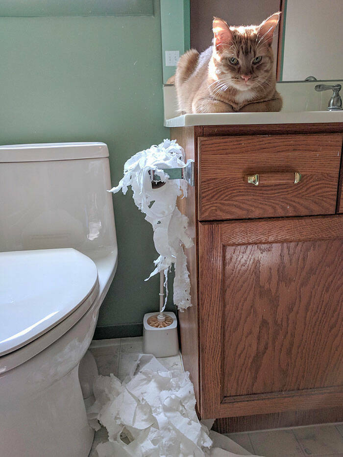 Animals That Do Whatever They Want (25 pics)