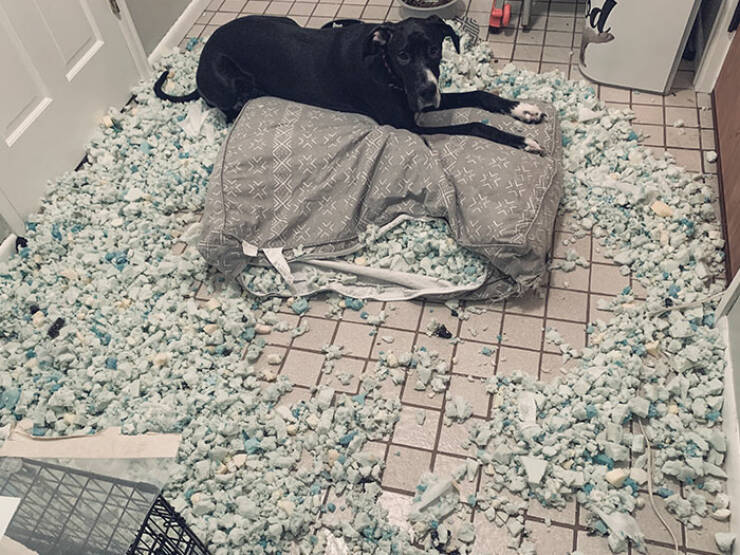 Animals That Do Whatever They Want (25 pics)