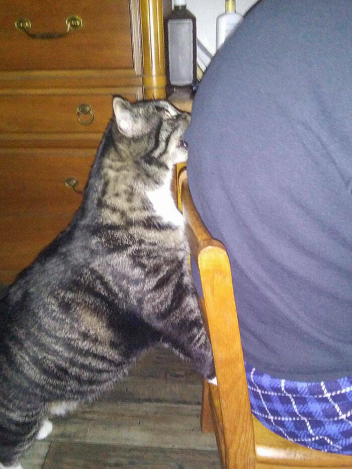 Animals That Do Whatever They Want (25 pics)
