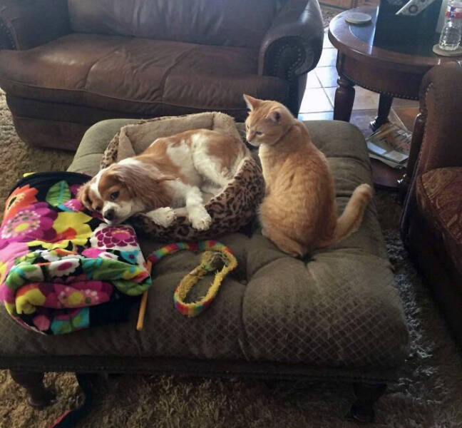 Animals That Do Whatever They Want (25 pics)