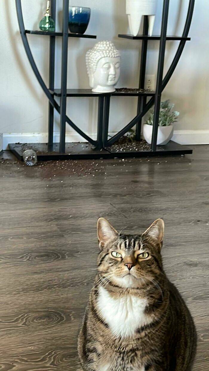 Animals That Do Whatever They Want (25 pics)