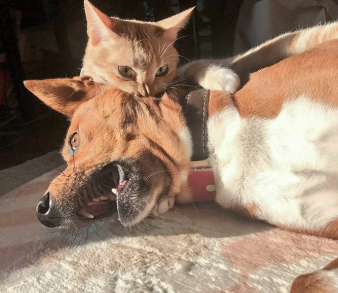 Animals That Do Whatever They Want (25 pics)