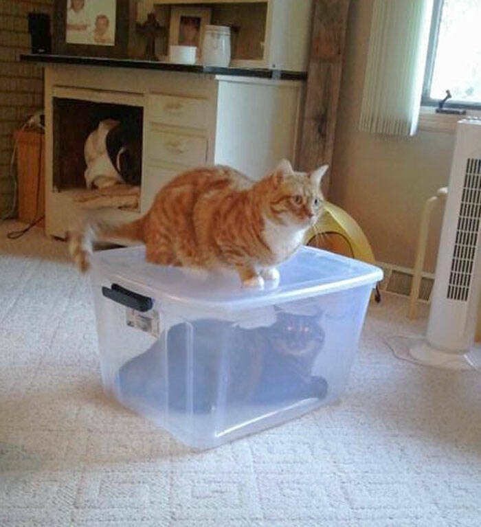 Animals That Do Whatever They Want (25 pics)