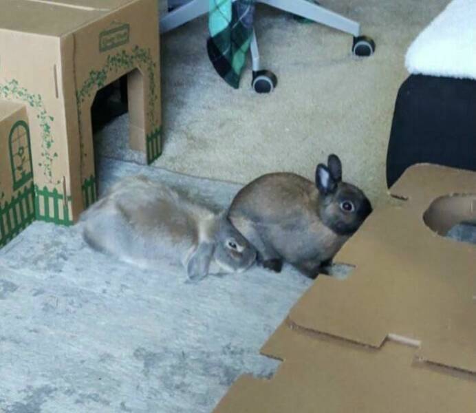 Animals That Do Whatever They Want (25 pics)