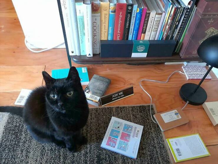 Animals That Do Whatever They Want (25 pics)