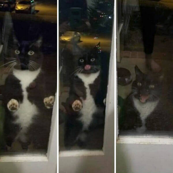 Animals That Do Whatever They Want (25 pics)