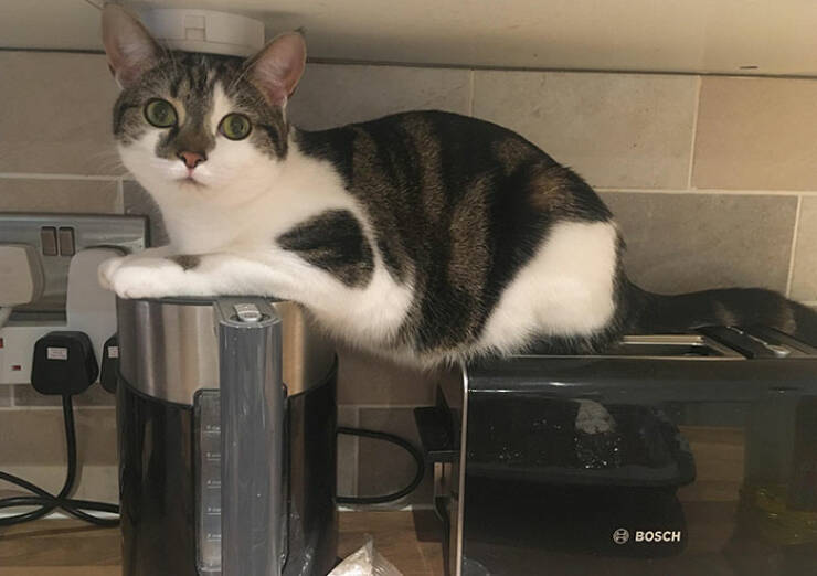 Animals That Do Whatever They Want (25 pics)