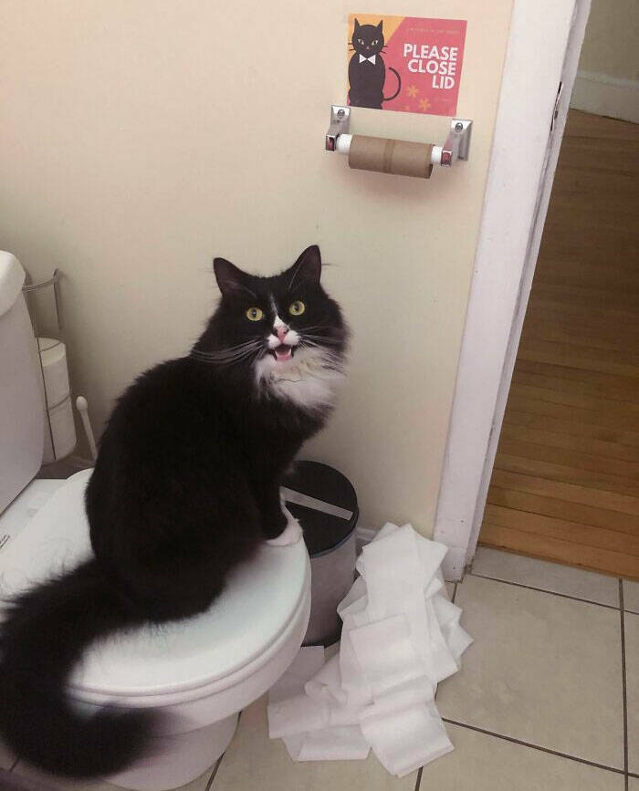 Animals That Do Whatever They Want (25 pics)