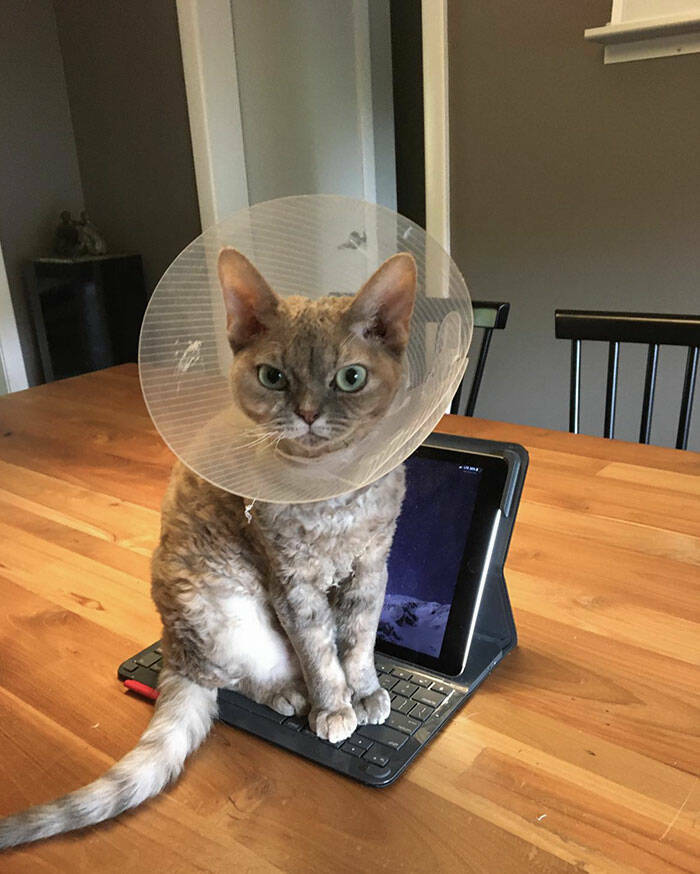 Animals That Do Whatever They Want (25 pics)