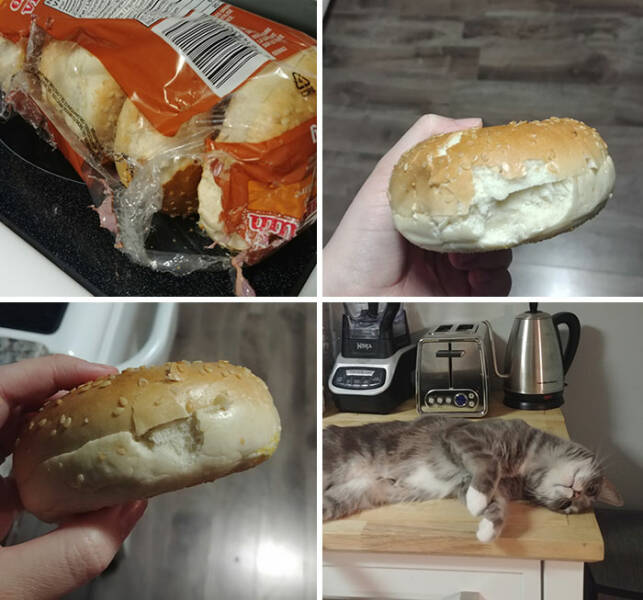 Animals That Do Whatever They Want (25 pics)