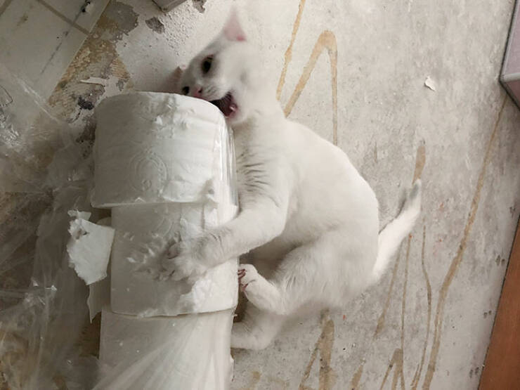 Animals That Do Whatever They Want (25 pics)