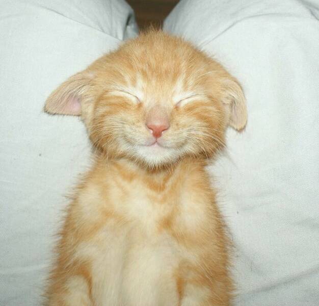 Cute Animals (27 pics)