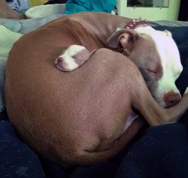 Cute Animals (27 pics)