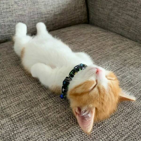 Cute Animals (27 pics)
