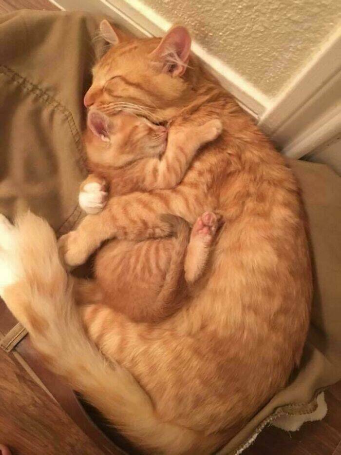 Cute Animals (27 pics)