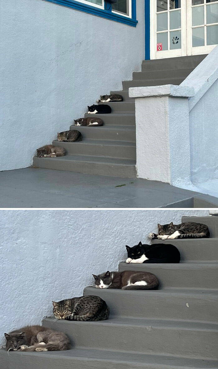 Cute Animals (27 pics)