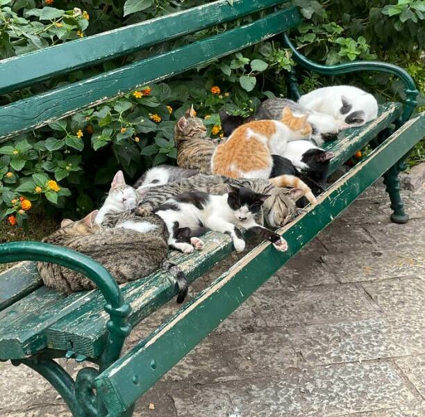 Cute Animals (27 pics)